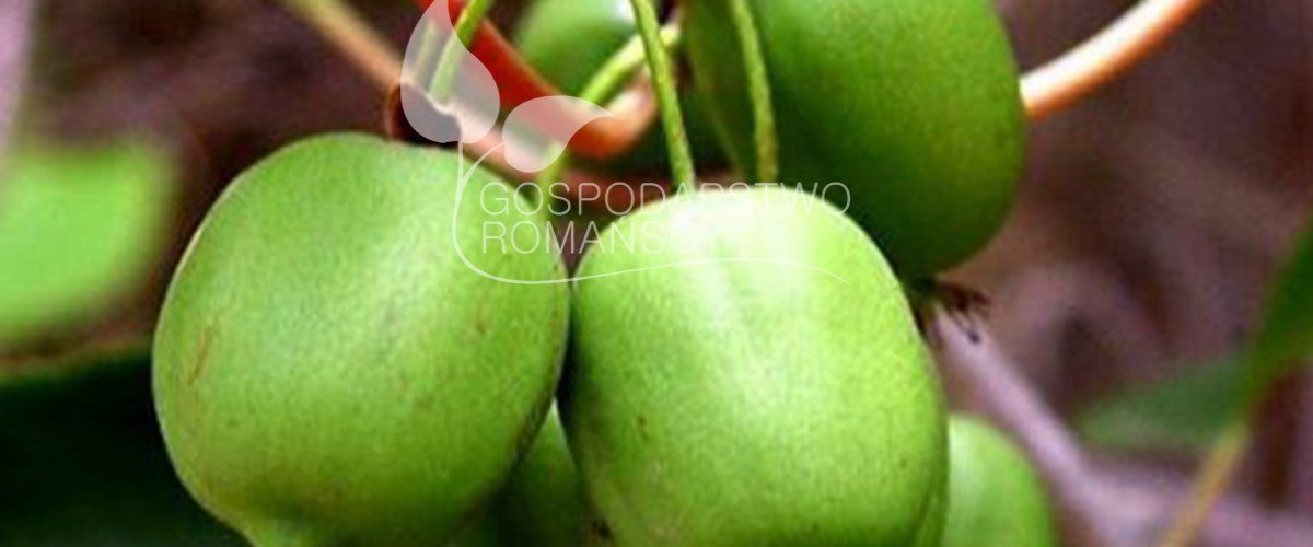 Afin cu tufă înaltă Afin siberian Murul Kopasz kivi Amerikai tőzegáfonya răsaduri Polonia 01