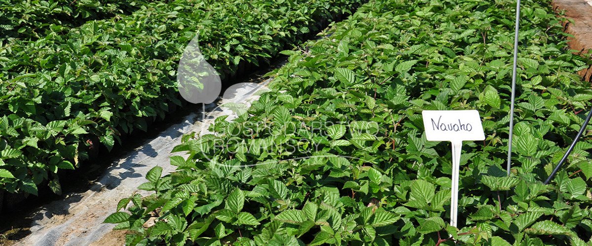 Afin cu tufă înaltă Afin siberian Murul Kopasz kivi Amerikai tőzegáfonya răsaduri Polonia 02