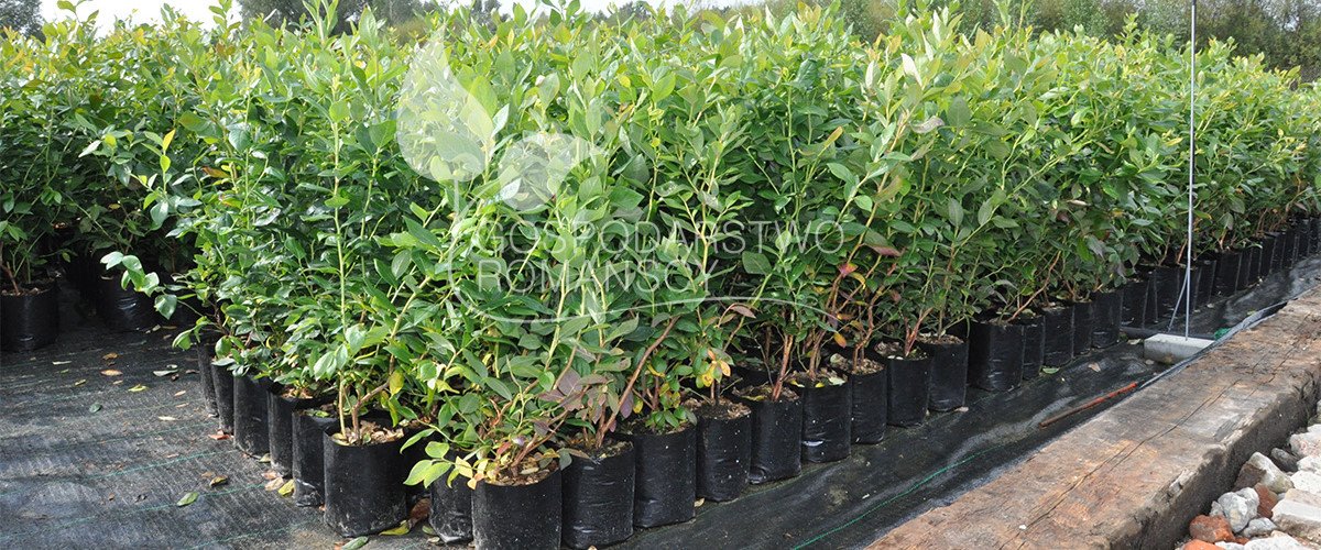 Afin cu tufă înaltă Afin siberian Murul Kopasz kivi Amerikai tőzegáfonya răsaduri Polonia 04