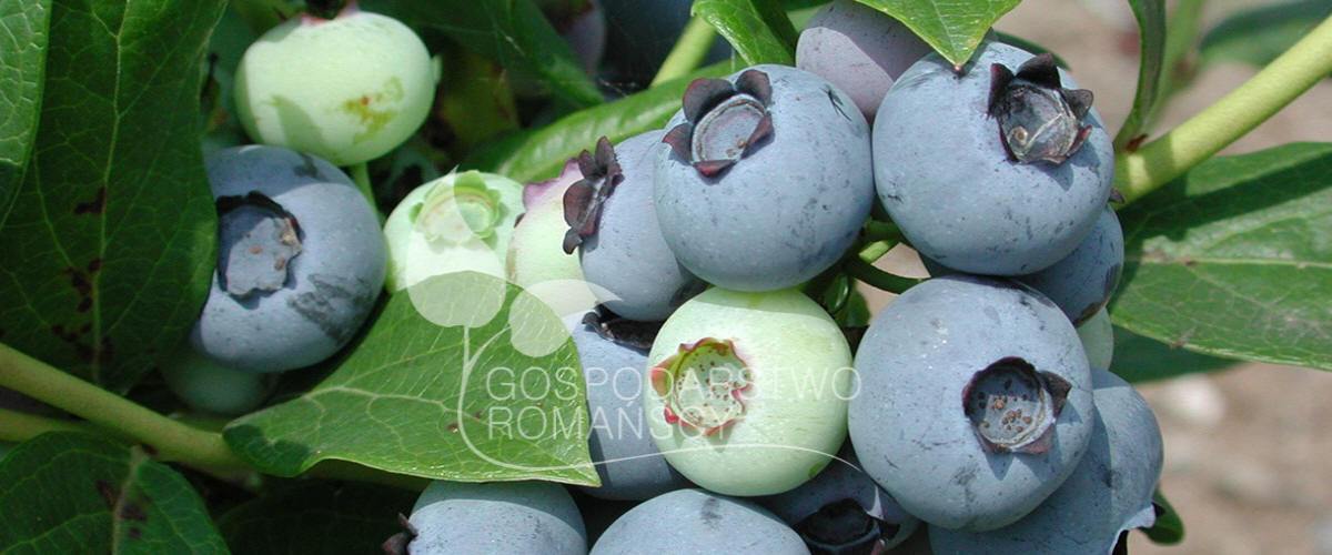 Afin cu tufă înaltă Afin siberian Murul Kopasz kivi Amerikai tőzegáfonya răsaduri Polonia 05