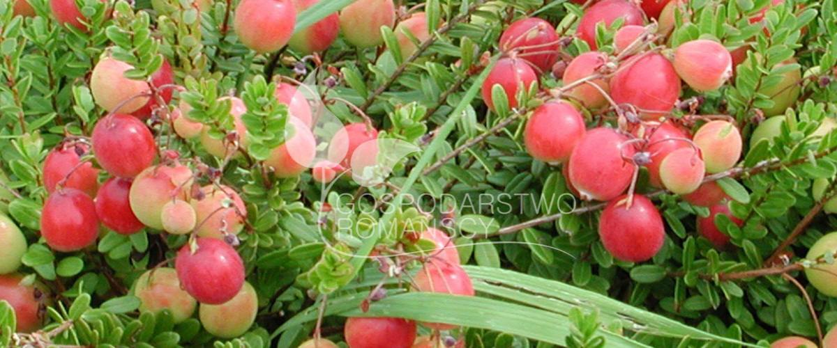 Afin cu tufă înaltă Afin siberian Murul Kopasz kivi Amerikai tőzegáfonya răsaduri Polonia 06