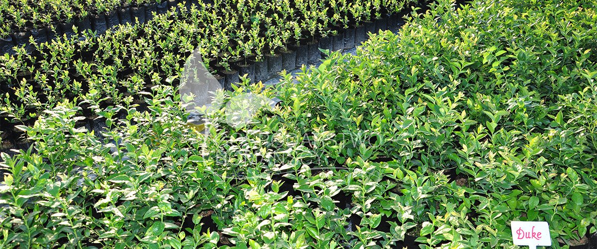 Afin cu tufă înaltă Afin siberian Murul Kopasz kivi Amerikai tőzegáfonya răsaduri Polonia 08