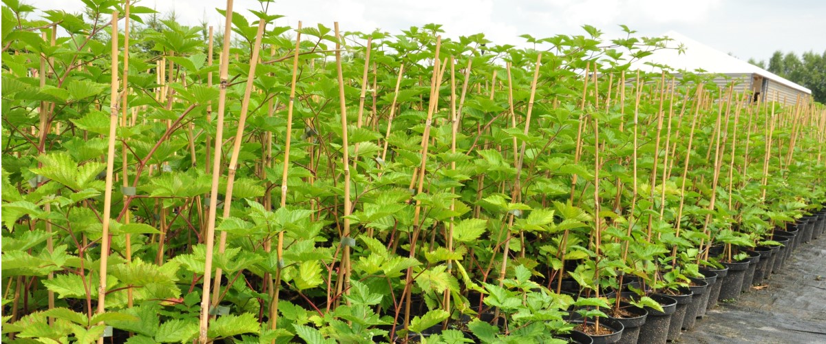 Afin cu tufă înaltă Afin siberian Murul Kopasz kivi Amerikai tőzegáfonya răsaduri Polonia 07