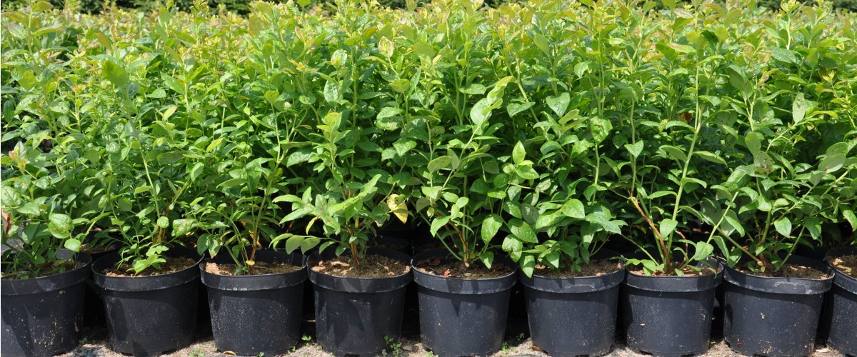 Afin cu tufă înaltă Afin siberian Murul Kopasz kivi Amerikai tőzegáfonya răsaduri Polonia 03