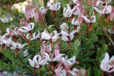 Amerikai tőzegáfonya