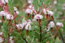 Amerikai tőzegáfonya