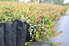 Amerikai tőzegáfonya