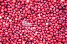 Amerikai tőzegáfonya