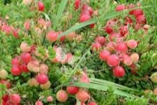 Amerikai tőzegáfonya