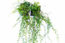 Amerikai tőzegáfonya