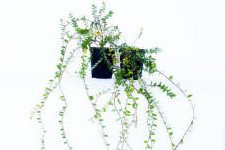 Amerikai tőzegáfonya