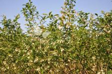 Afin cu tufă înaltă