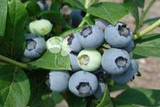 Afin cu tufă înaltă