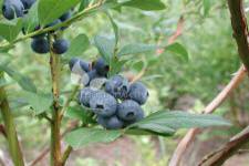 Afin cu tufă înaltă