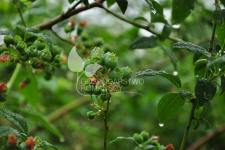 Afin cu tufă înaltă