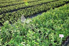 Afin cu tufă înaltă