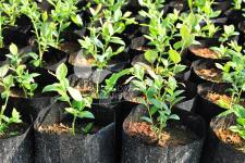 Afin cu tufă înaltă