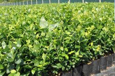 Afin cu tufă înaltă