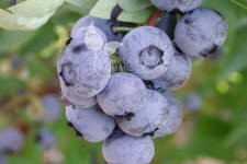 Afin cu tufă înaltă