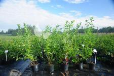 Afin cu tufă înaltă