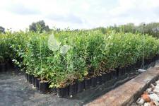 Afin cu tufă înaltă