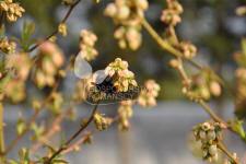 Afin cu tufă înaltă