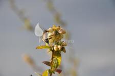 Afin cu tufă înaltă