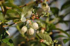 Afin cu tufă înaltă