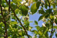 Afin cu tufă înaltă