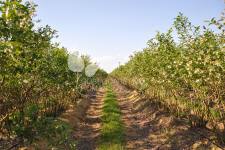 Afin cu tufă înaltă