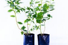 Afin cu tufă înaltă